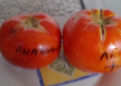 Ντομάτα Ανατολής