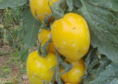 Ντομάτα Κίτρινη Μακρόστενη