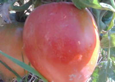 Ντομάτα Καρδιά βοδιού