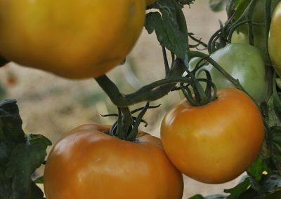 Ντοματάκι πορτοκαλί