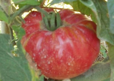 Ντομάτα ροζ