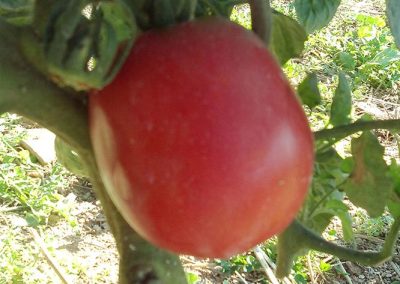 Ντομάτα ροζ – οβάλ (μακρόστενη)