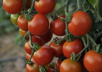 Ντοματάκι Cocktail