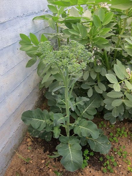 ΜΠΡΟΚΟΛΟ_BROCCOLI