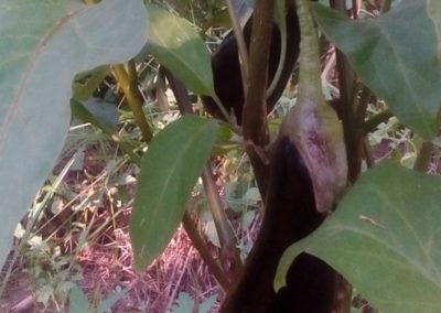 Μαύρη μελιτζάνα Γ. Κηπουρού