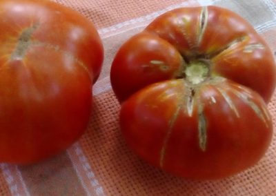 Ντομάτα Αλιβερίου