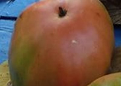 Ντομάτα Αντιοχείας