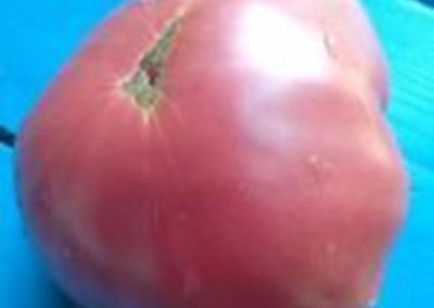 Ντομάτα Μαρωνείας