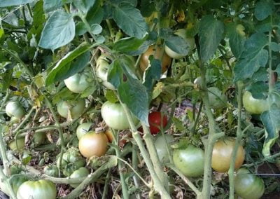 Ντομάτα Γ. Κηπουρού