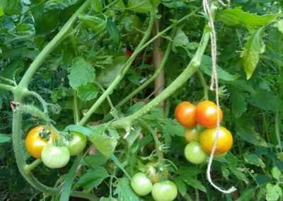 Ντοματάκι Αλιβερίου