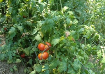 Ντοματάκι τύπου Σαντορίνης