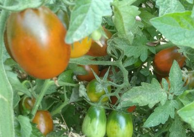 Ντοματίνια Καφέ