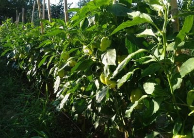 Πιπέρια γεμιστά Κύμης