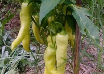 Πιπεριά κέρατο Γ. Κηπουρού