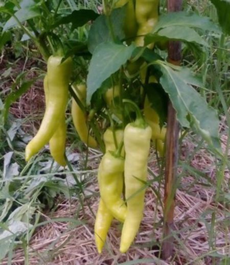 Σπορίτες-Ροδόπης_Πιπεριά-κέρατο-Κηπουρού-2