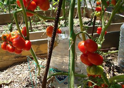 Ντοματάκι τύπου Σαντορίνης