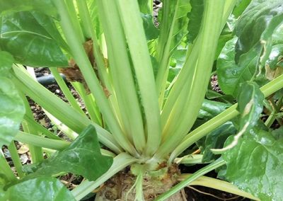 Παντζάρι κίτρινο Γαλλίας