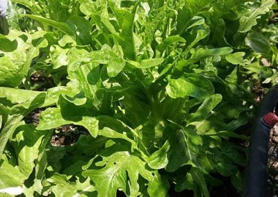 Μαρούλι Φύλλο Βελανιδιάς