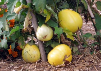 Μελιτζάνα Άσπρη