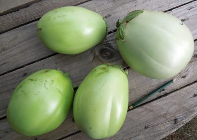 Μελιτζάνα πράσινη