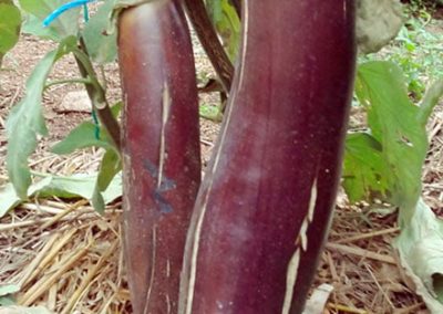 Μελιτζάνα σκουτάρεως