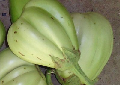 Μελιτζάνα πράσινη Σαντορίνης