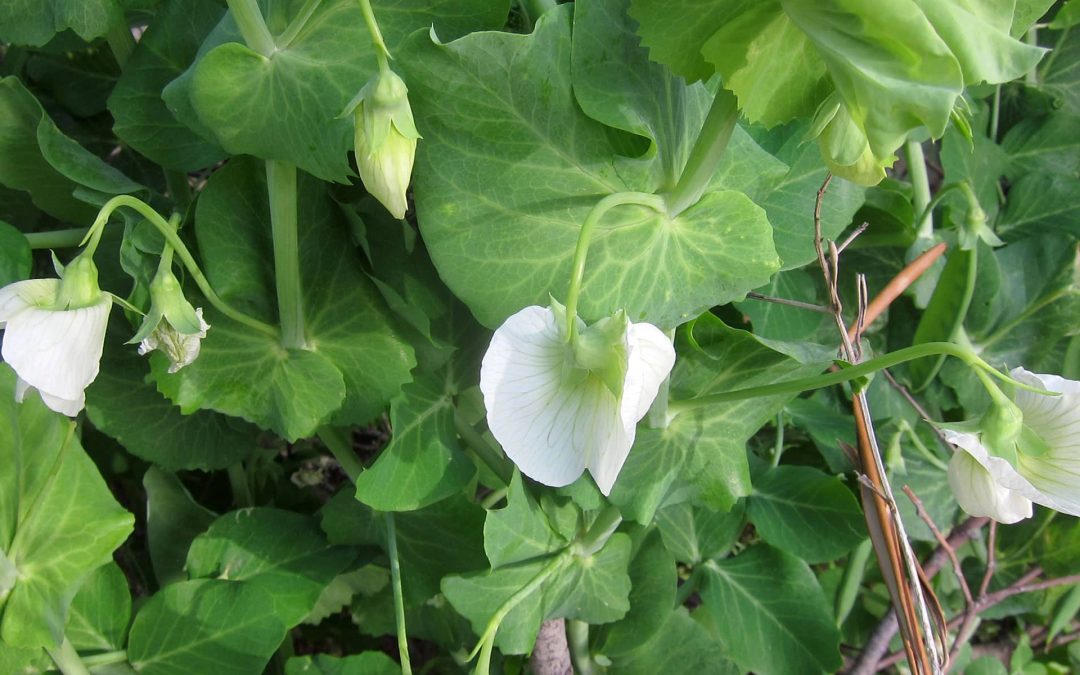 Ένα καλό νέο, μια καλή αρχή