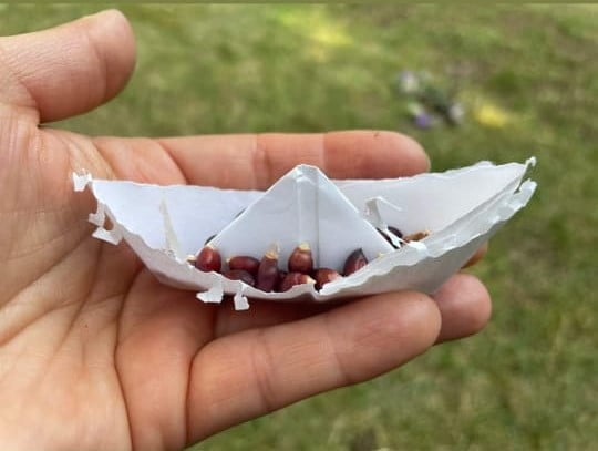 corn seeds in a paper boat