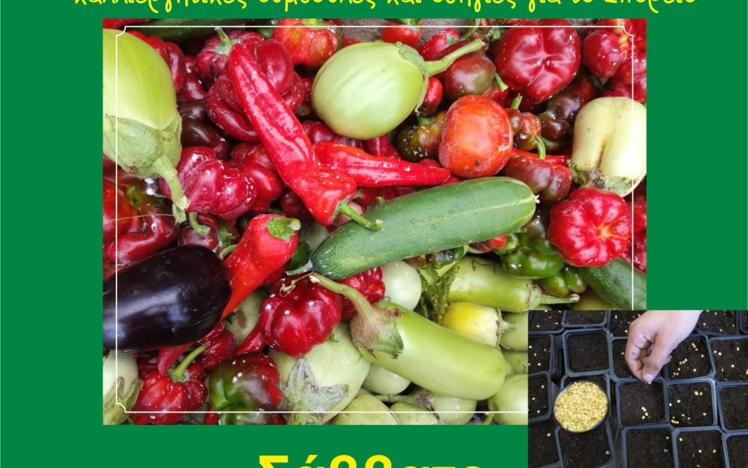 Προσφορά παραδοσιακών σπόρων από τους Σπορίτες Αίγινας