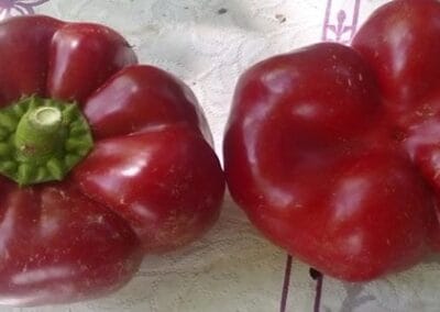 Ντοματοπιπεριά Καβάλας