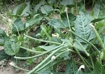 Αμπελοφάσουλα Λήμνου