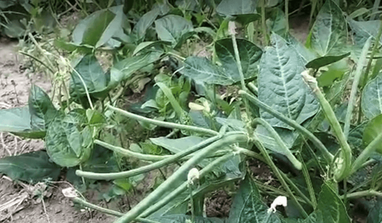 Rodopi Apelofasoula Limnou