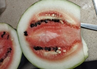 Καρπούζι Γκιουλές