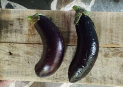 Μαύρη μελιτζάνα Γ. Κηπουρού