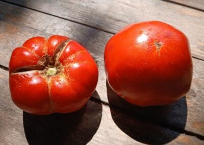 Ντομάτα Αλιβερίου