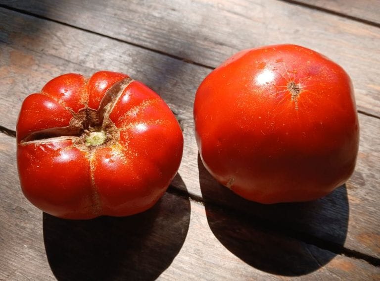 Rodopi_Ntomata-Aliverio