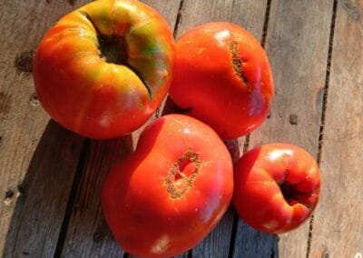 Ντομάτα Αντιοχείας