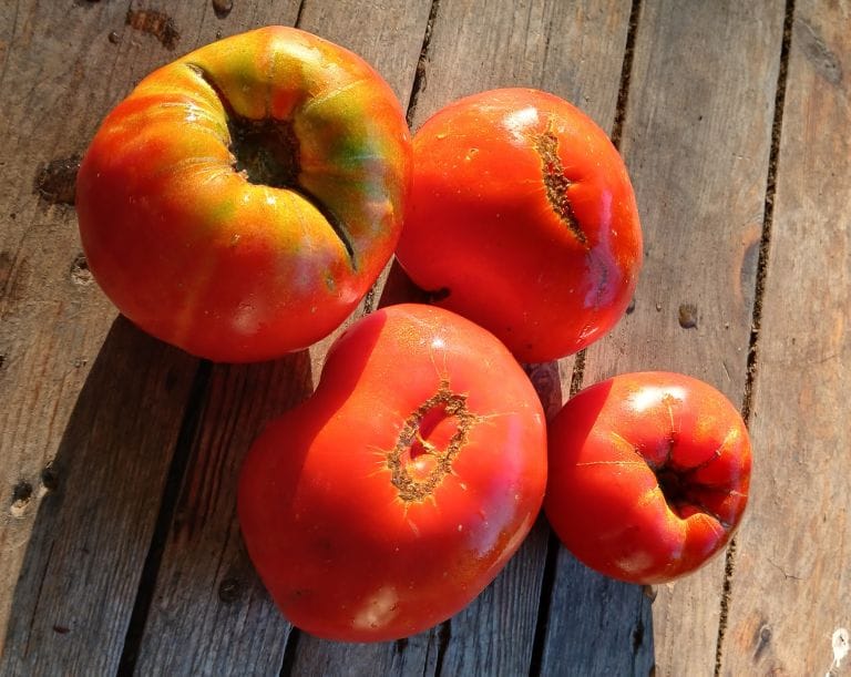 Rodopi_Ntomata-Antioxeias