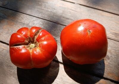 Ντομάτα Μαρωνείας