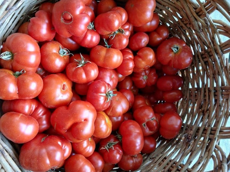 Rodopi_Ntomataki-Santorini