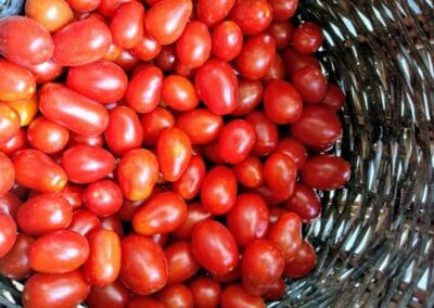 Ντοματίνι Βελανίδι