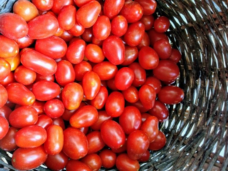 Rodopi_Ntomatinia-Velanidia