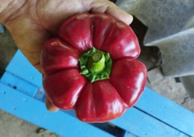 Ντοματοπιπεριά Καβάλας