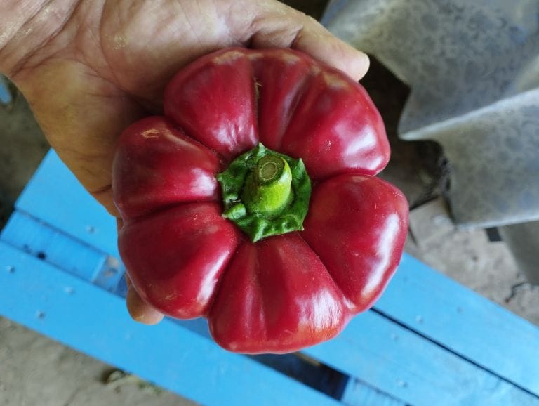 Rodopi_Piperia-Ntomatopiperia-Kavalas