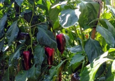 Πιπεριά Φλωρίνης