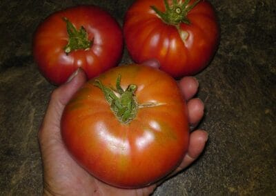 Ντομάτα Καραμπόλα Καστοριάς