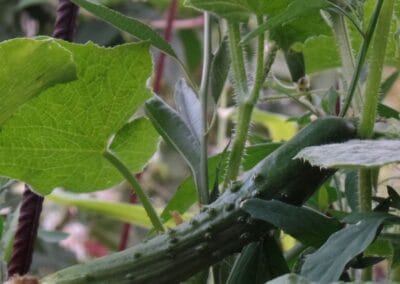 Αγγουράκι Τραπεζούντας