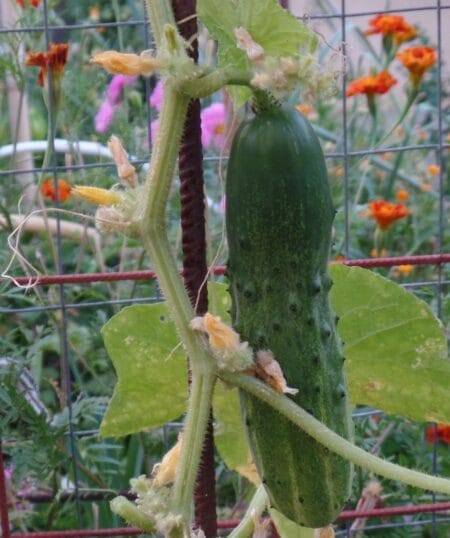 Aggouraki-Trapezountas_2