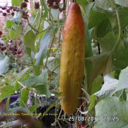 Aggouraki-Trapezountas_3