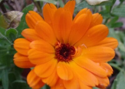 Καλέντουλα – Calendula officinalis